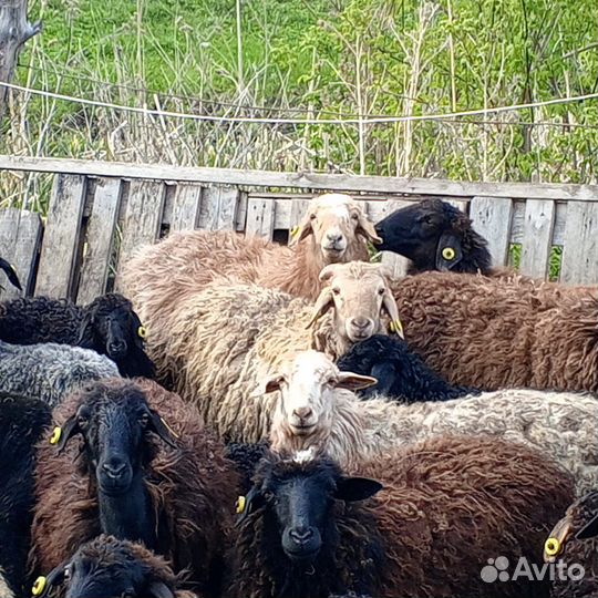 Бараны и овцы на продажу