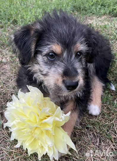 Отдам бесплатно щенка