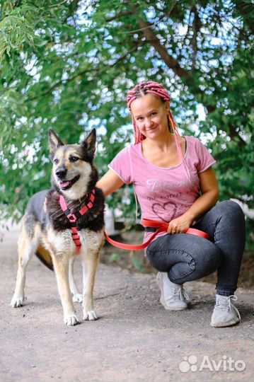 Красивая собака бесплано