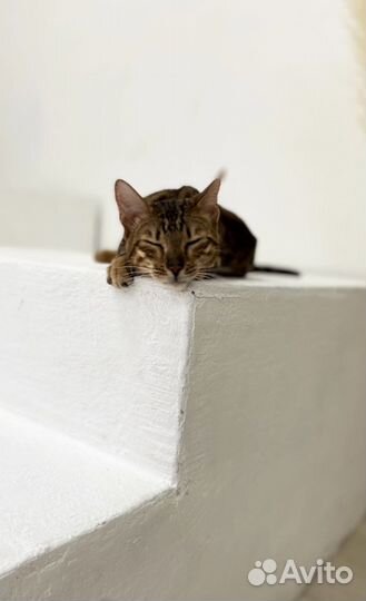 Бенгальская кошка