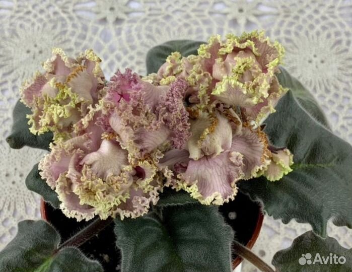 Листики сортовых фиалок
