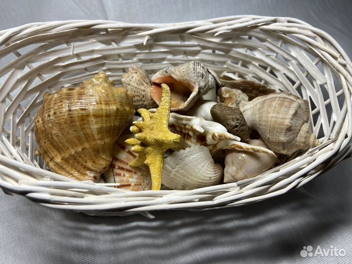Ракушки набор