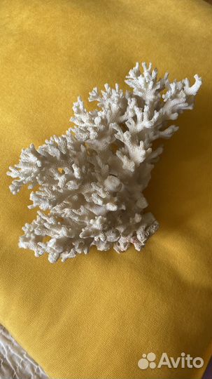 Морской коралл