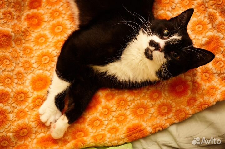 Котик бесплатно в добрые руки