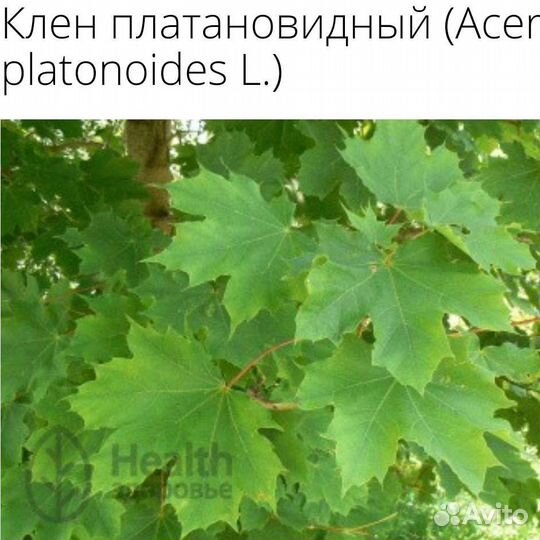 Клен,дуб,береза,акация,маньчжурский и лесной орех