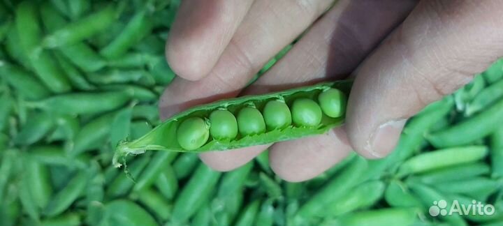 Свежий Горох сладкий с доставкой