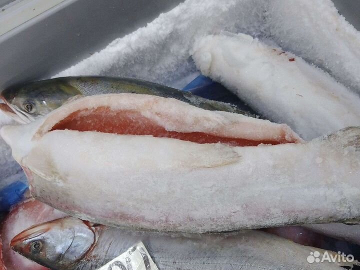 Рыба морепродукты морская речная купить в Чебоксарах | Товары для дома и  дачи | Авито