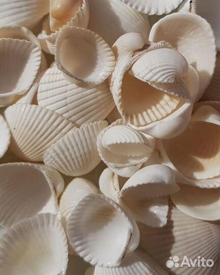 Морские ракушки