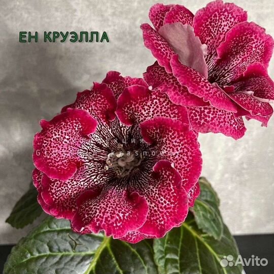 Детки махровых глоксиний