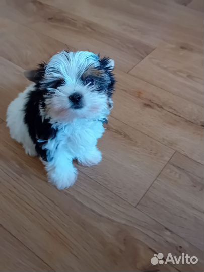 Щенки бивер йорка мини девочка