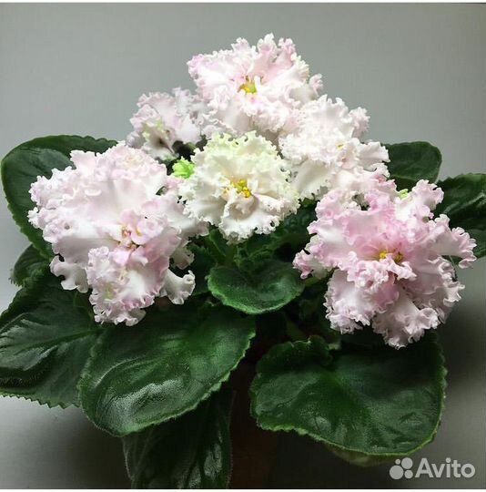 Фиалка лф-Розовый Мусс