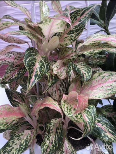 Комнатные растения