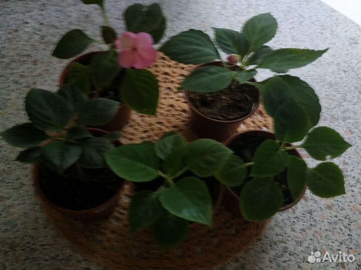 Бальзамин комнатный