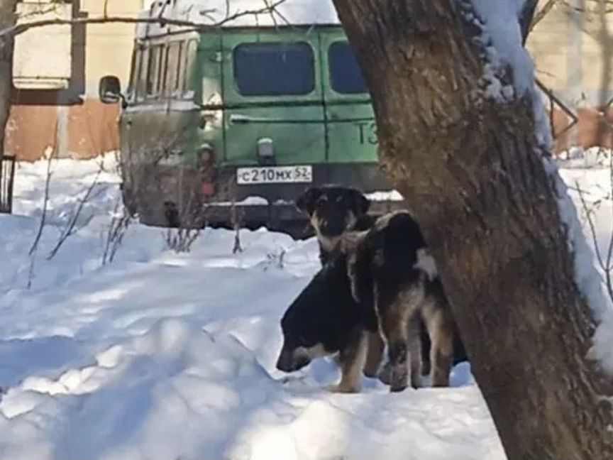 Щенки очень ищут дом