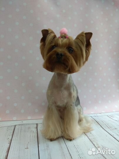 Профессиональная стрижка собак