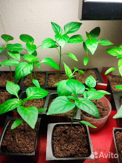 Острый перец (рассада)