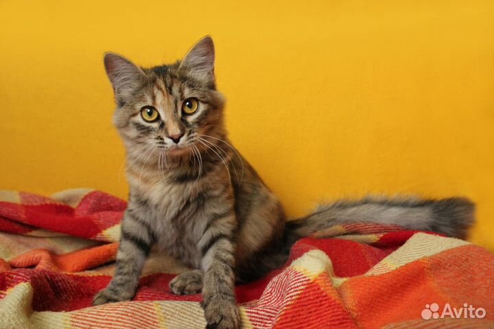 Кошечка Лилу ищет дом