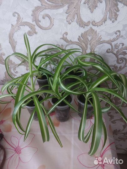 Хлорофитум бонни