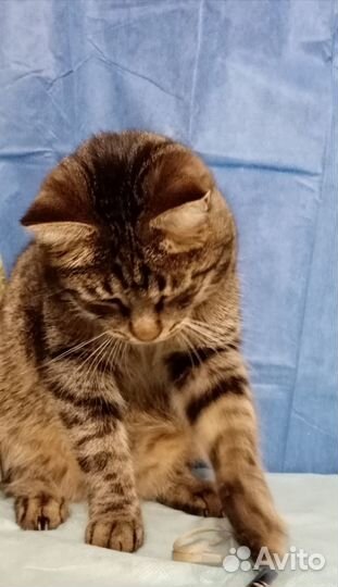 Полосатик ищет дом