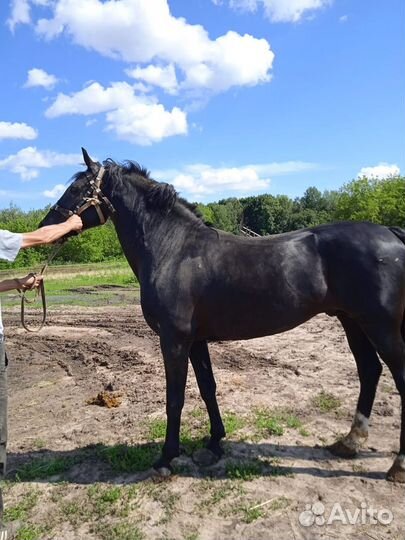 Жеребец орловский рысак