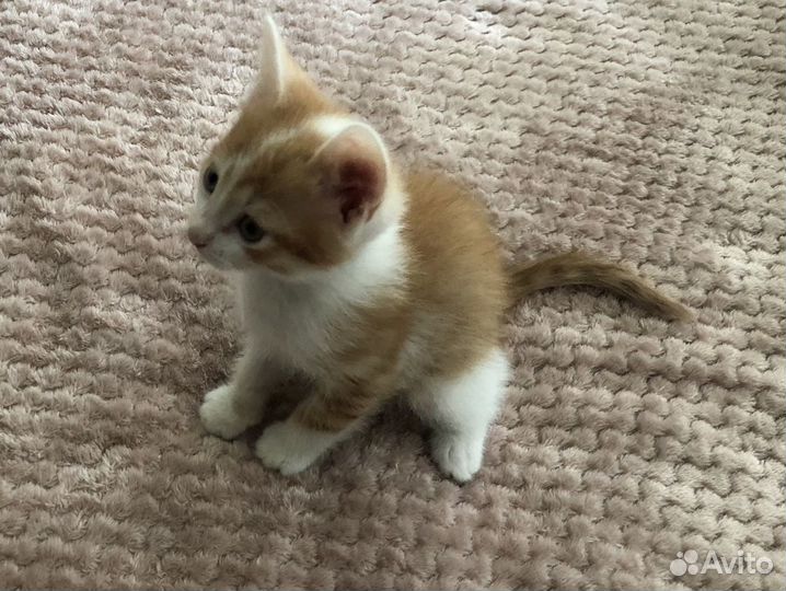 Рыжий котенок 2 месяца