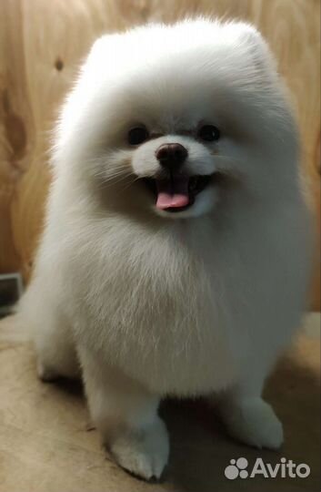 Стрижка собак, груминг