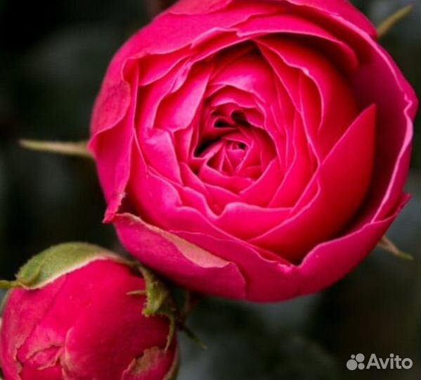 Саженцы роз двухлетние