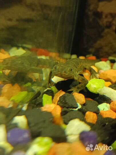 Аквариум 60л