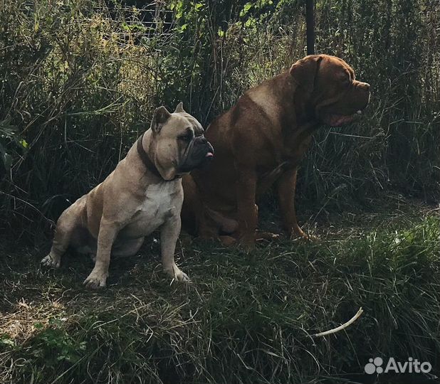 Бордоский дог. вязка
