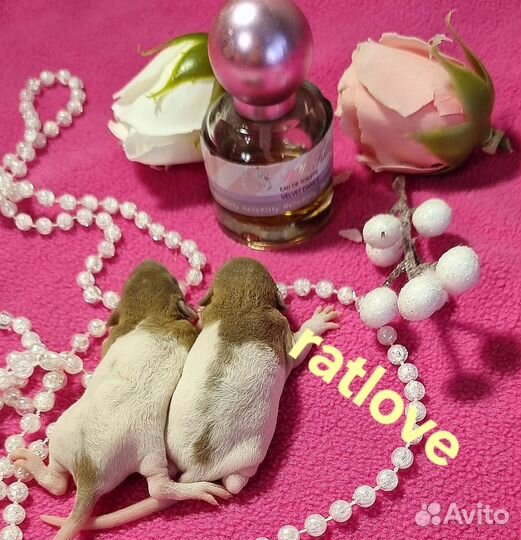 Крысята редких окрасов и маркировок