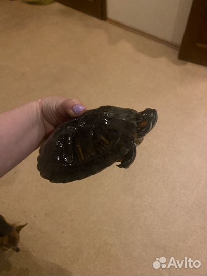 Черепаха