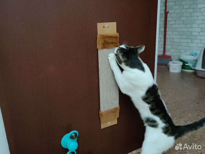 Когтеточка