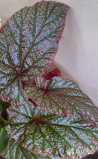 Бегония розовая и серебряная