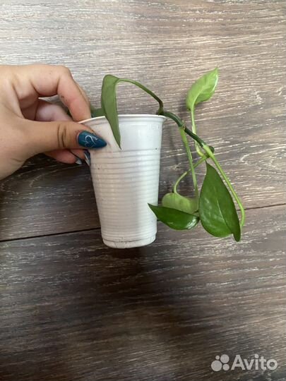 Эпипремнум. Есть разные черенки