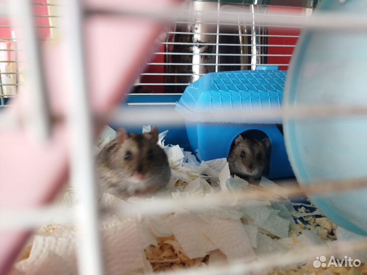 Джунгарские хомяки с клеткой