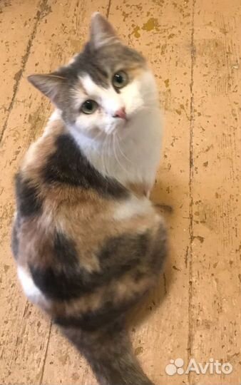 Молодя стерилизованная кошка