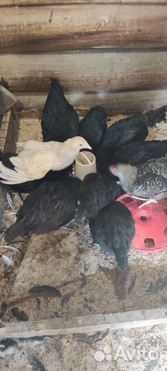 Куры несушки продам