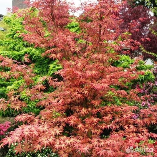 Клен дланевидный Феникс (1 саж.; 15-20 см)