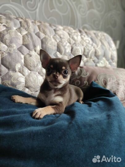 Щенки чихуахуа мини девочка