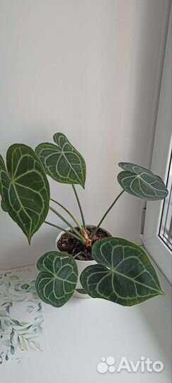 Антуриум кларинервиум