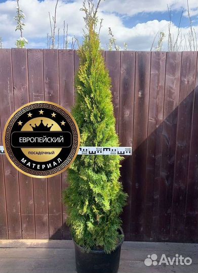 Туя Смарагд 120см доставка + посадка