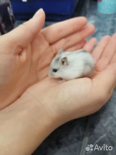 Джунгарский хомяк