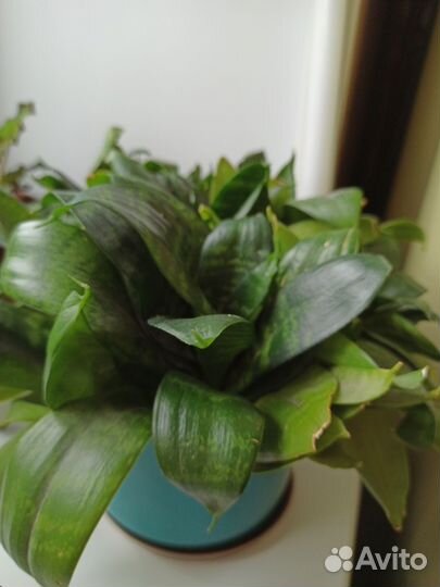 Сансевиерия