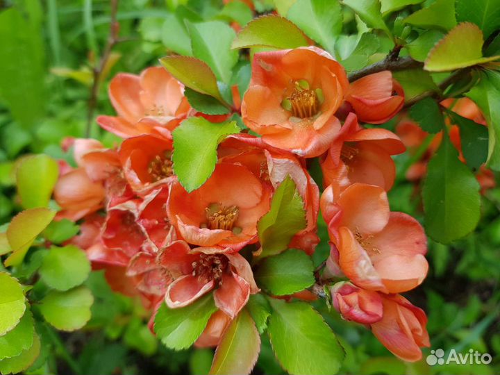 Зкс айва японская, хеномелес, малина, клубника