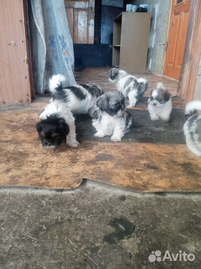 Щенки шетцу