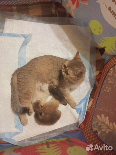 Шотландские котята