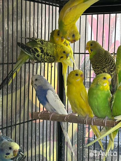 Волнистые попугайчики