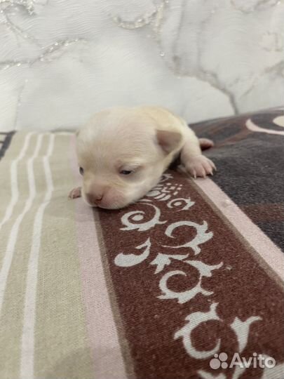 Щенки чихуахуа