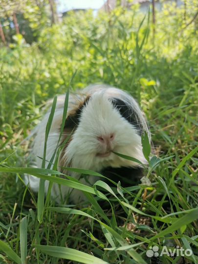 Морские свинки