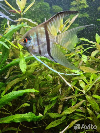 Скалярии голубые